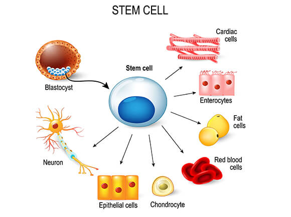 Stem Cell Chart - Sources